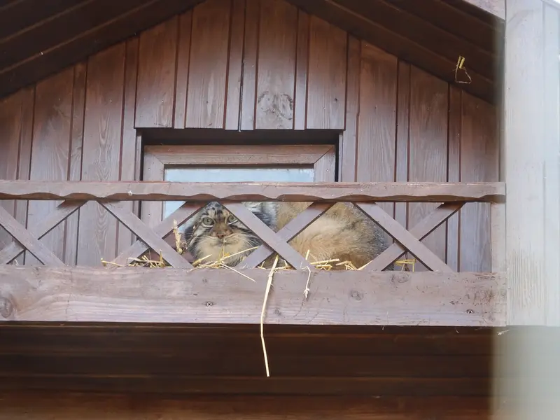 A photograph of Altay in Izhevsk Zoo (Udmurt Zoo)