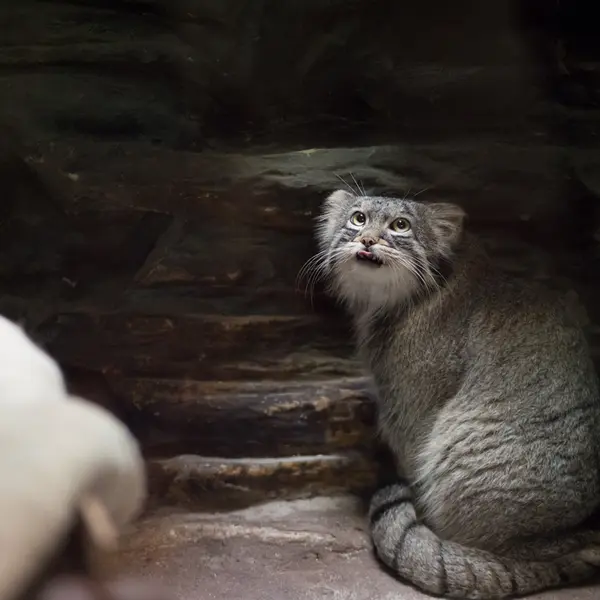 A photograph of Figa in Ueno Zoological Gardens