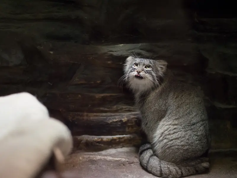 A photograph of Figa in Ueno Zoological Gardens