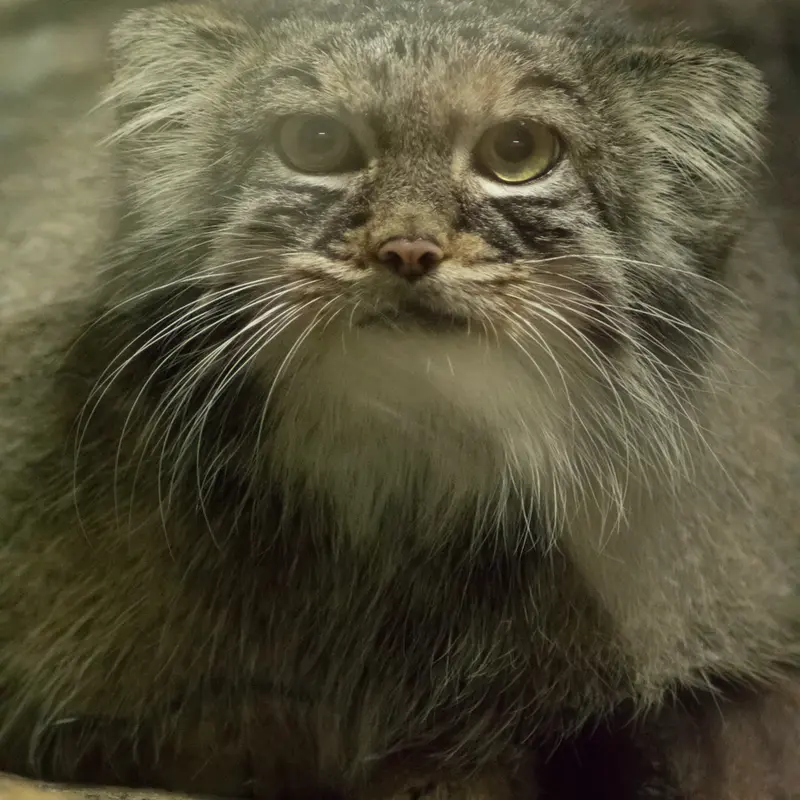 A photograph of Shafran in Ueno Zoological Gardens