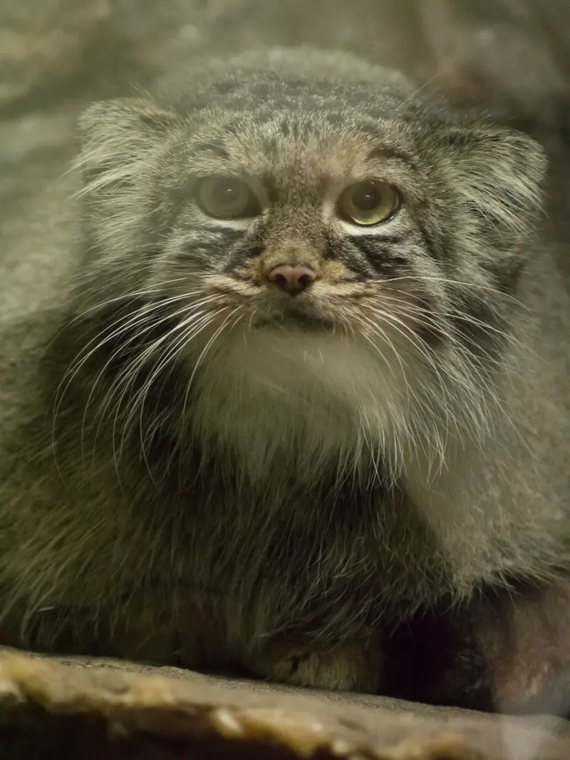 A photograph of Shafran in Ueno Zoological Gardens
