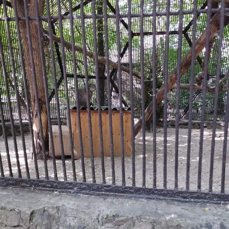 A photograph of a Pallas's cat in Novosibirsk Zoo