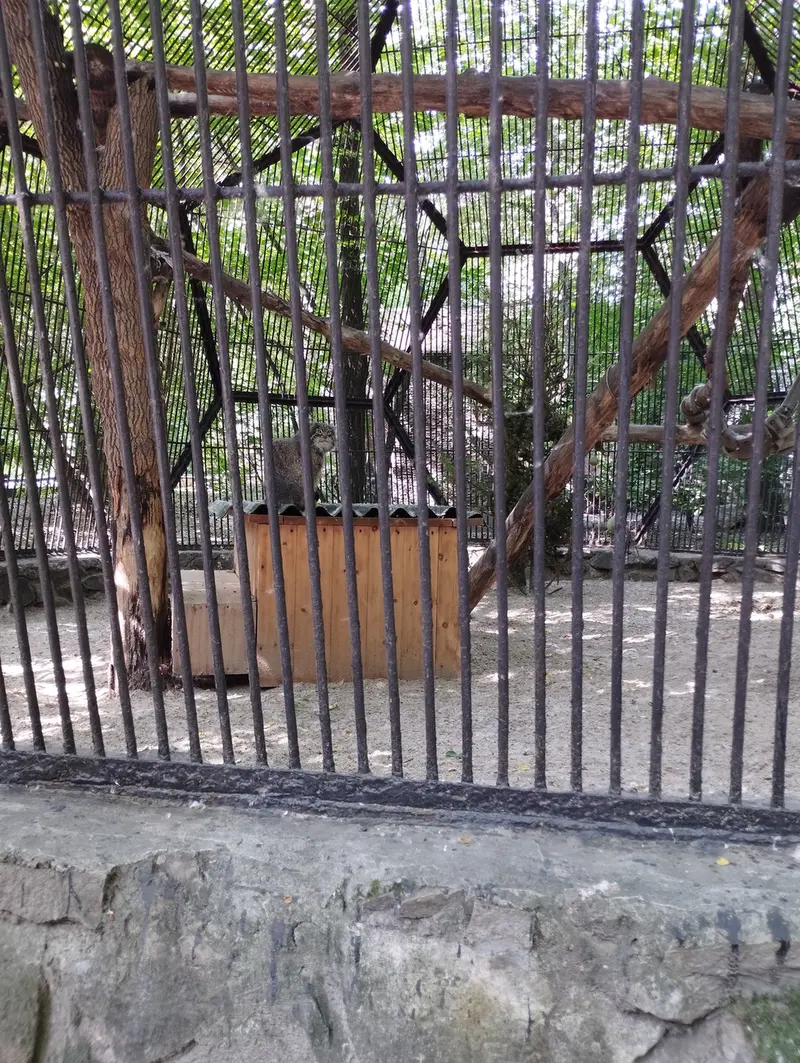 A photograph of a Pallas's cat in Novosibirsk Zoo
