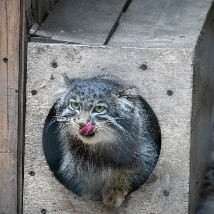 A photograph of Grey in Novosibirsk Zoo