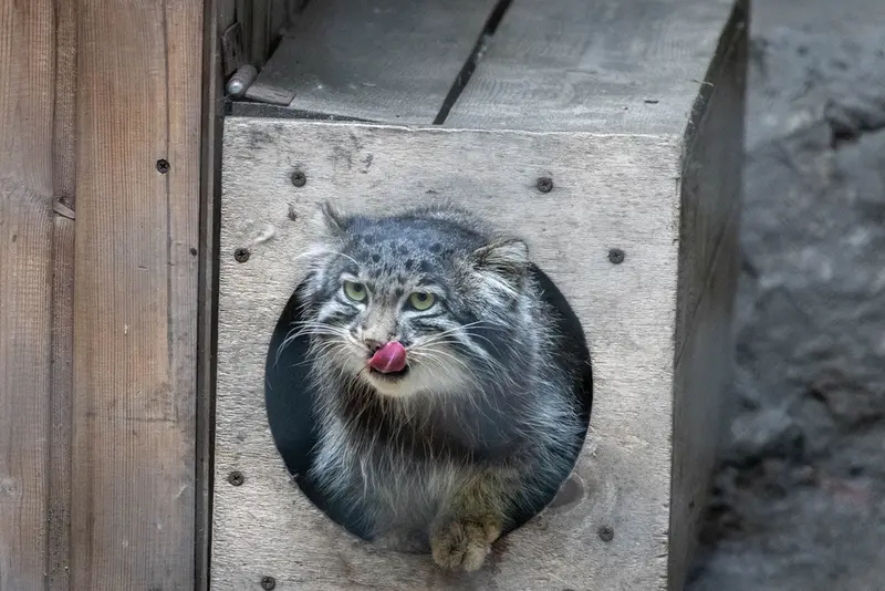 A photograph of Grey in Novosibirsk Zoo