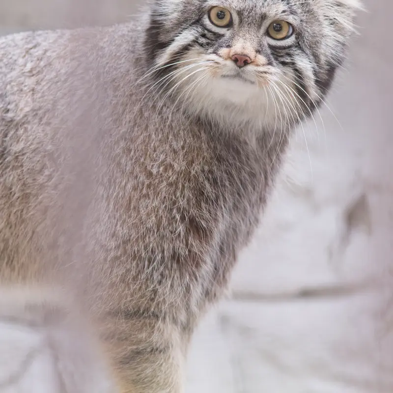 A photograph of Figa in Nogeyama Zoo