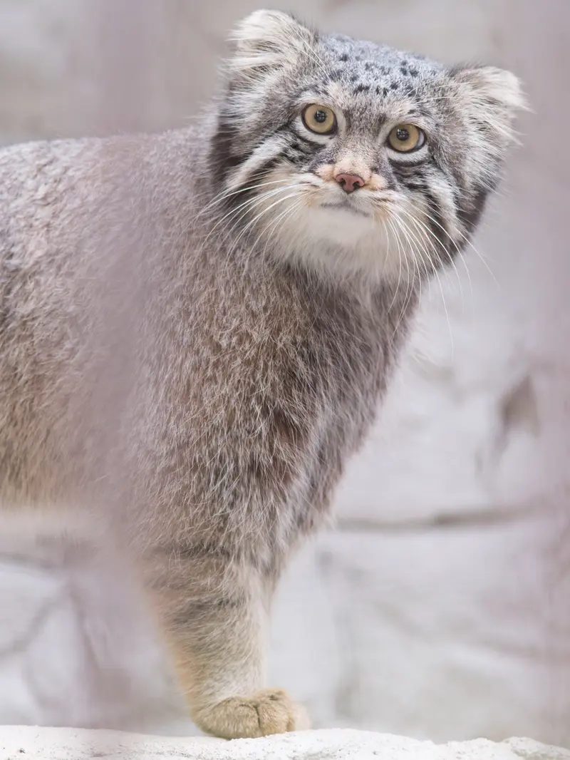 A photograph of Figa in Nogeyama Zoo