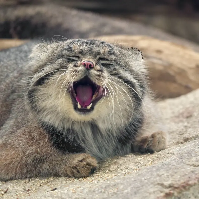A photograph of Nar in Kobe Animal Kingdom