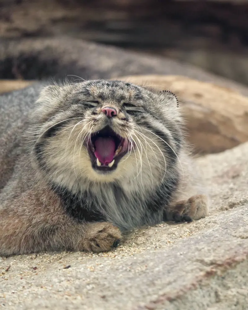 A photograph of Nar in Kobe Animal Kingdom