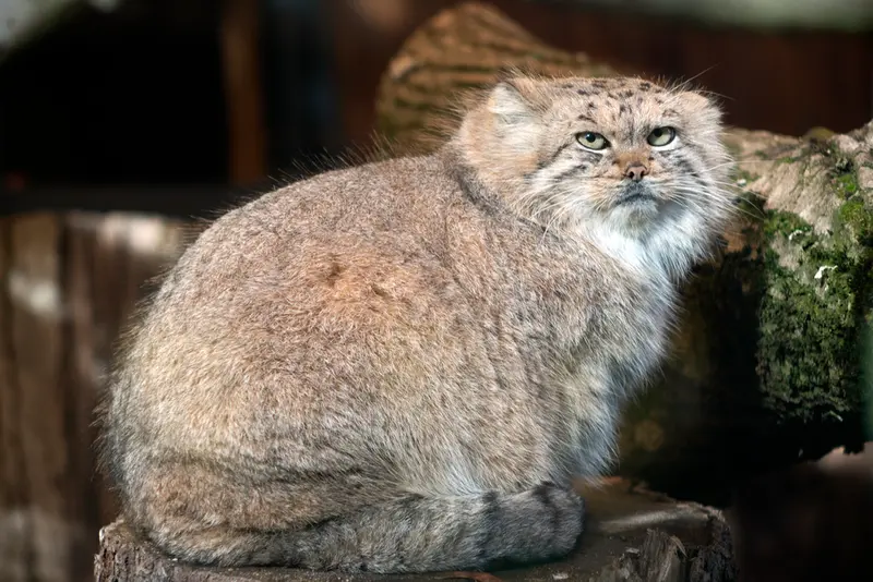 A photograph of Melissa in Lithuanian Zoo