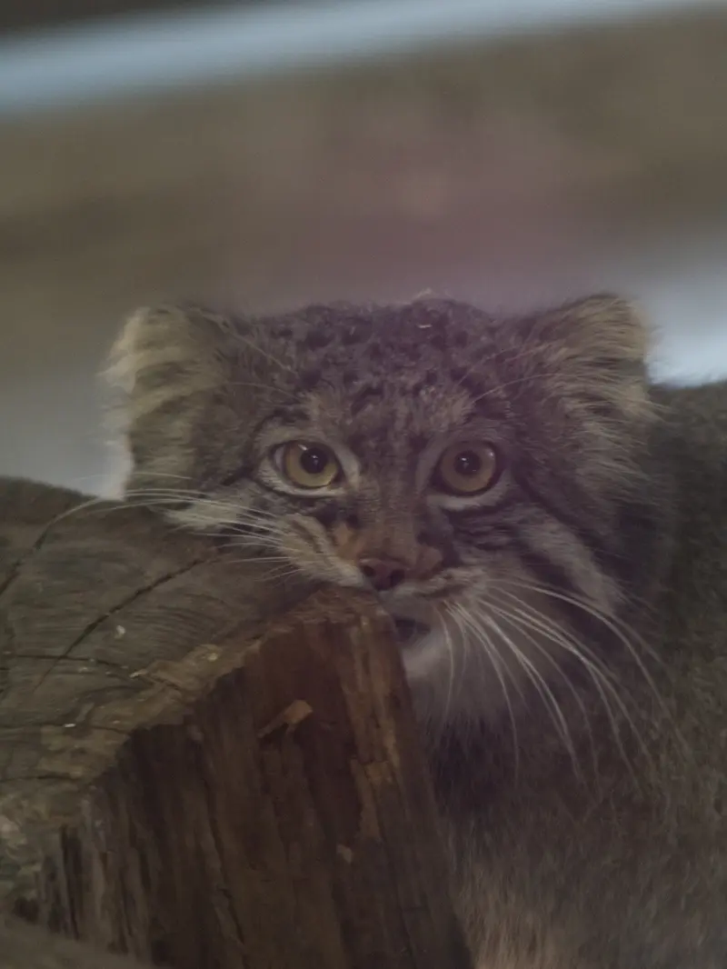 A photograph of Figa in Nogeyama Zoo