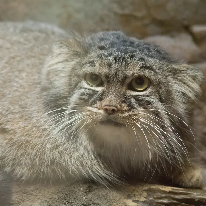 A photograph of Shafran in Ueno Zoological Gardens