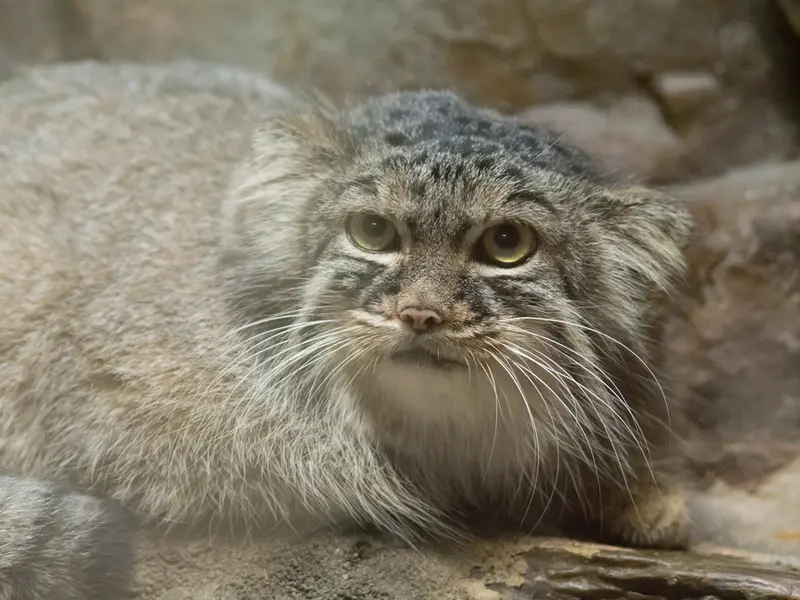 A photograph of Shafran in Ueno Zoological Gardens