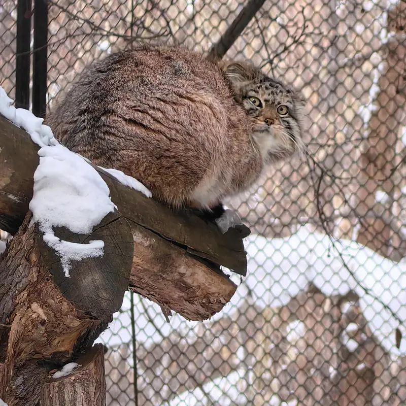 A photograph of Sychik in Novosibirsk Zoo
