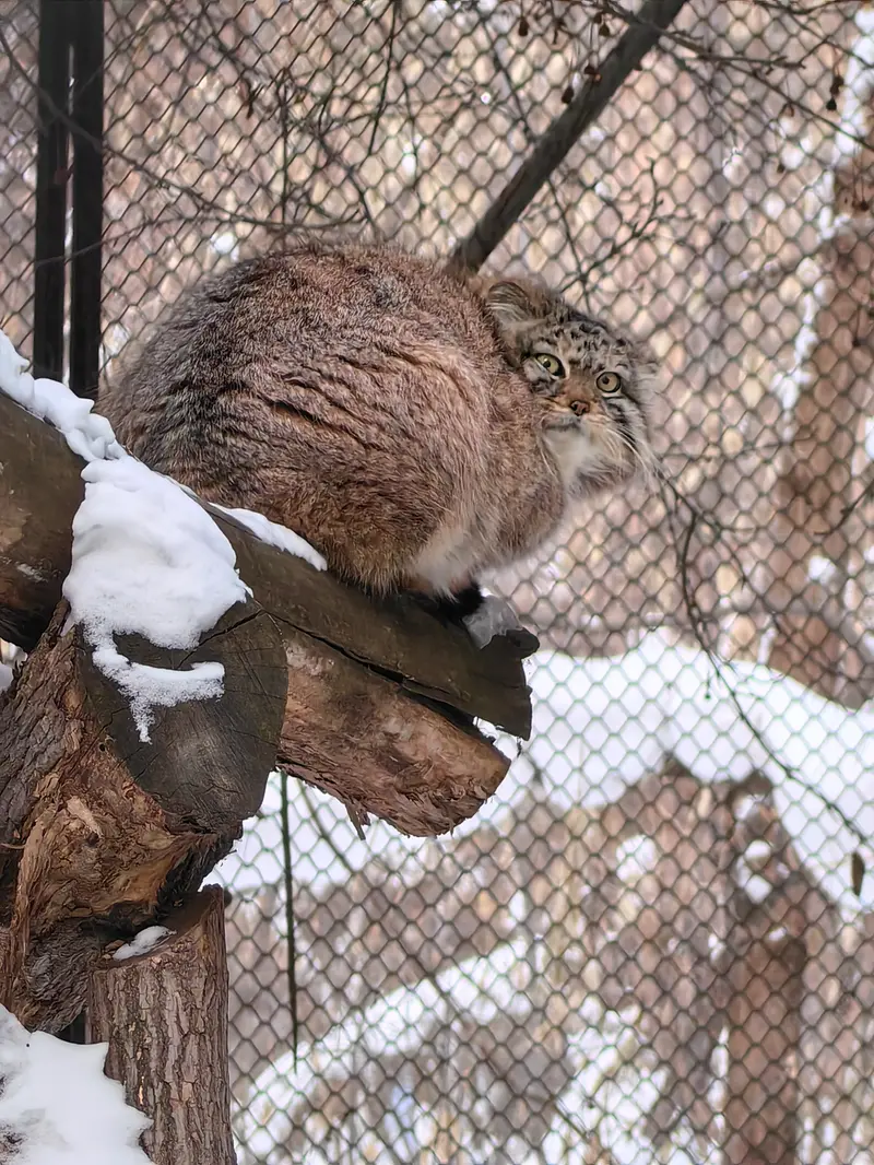 A photograph of Sychik in Novosibirsk Zoo
