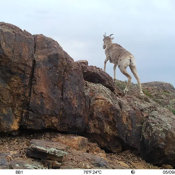 A photograph of Argali from Aktas-Kunkora camera trap