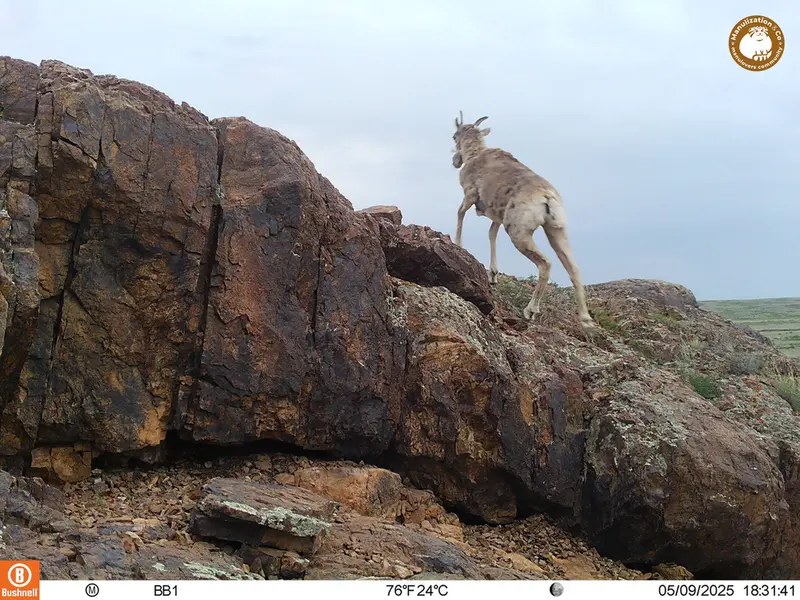 A photograph of Argali from Aktas-Kunkora camera trap
