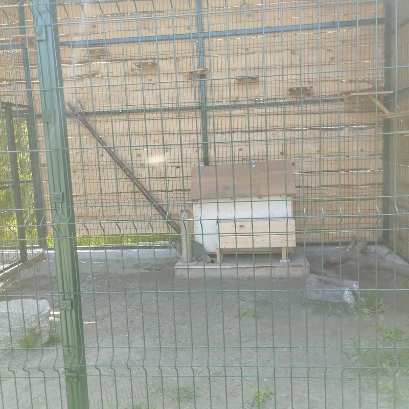 A photograph of Chip in Barnaul zoo “Lesnaya skazka”