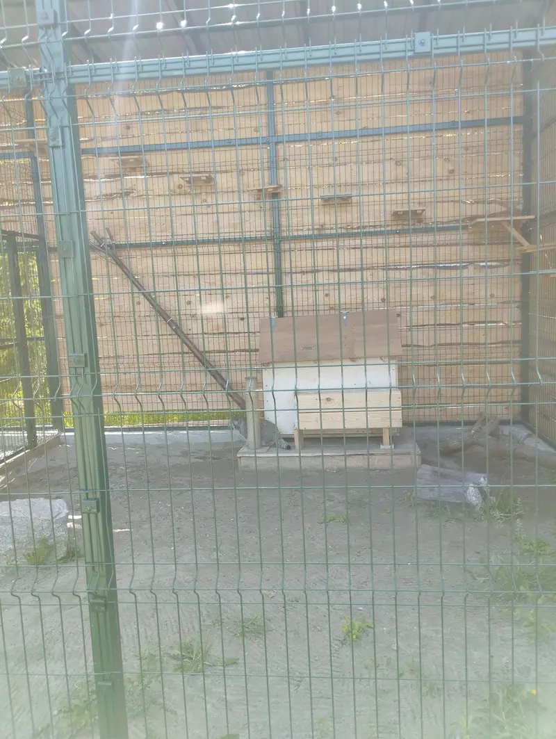 A photograph of Chip in Barnaul zoo “Lesnaya skazka”