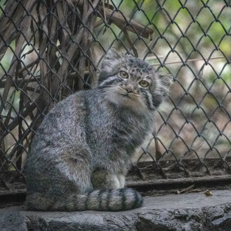 A photograph of Kitten of Eve b.2026 Ⅴ in Novosibirsk Zoo