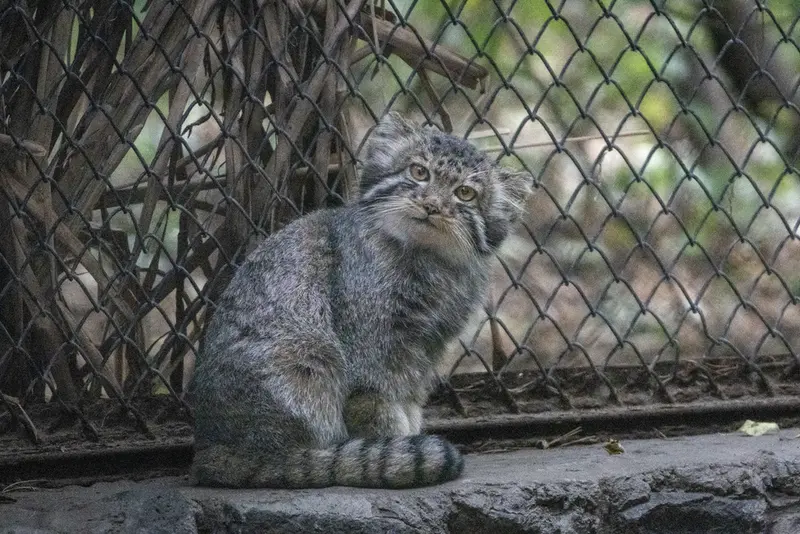 A photograph of a Pallas's cat in Novosibirsk Zoo