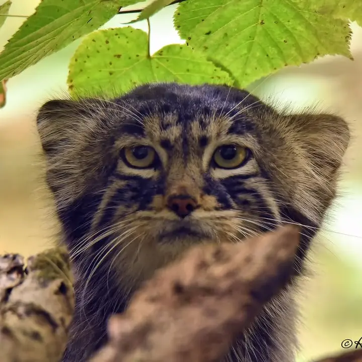 A photograph of Yenisei in Lumigny Safari Reserve