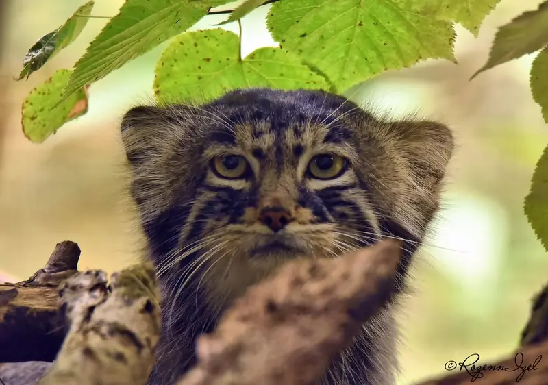 A photograph of Yenisei in Lumigny Safari Reserve