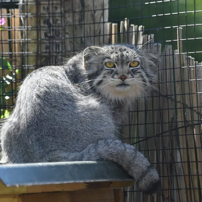 A photograph of a Pallas's cat