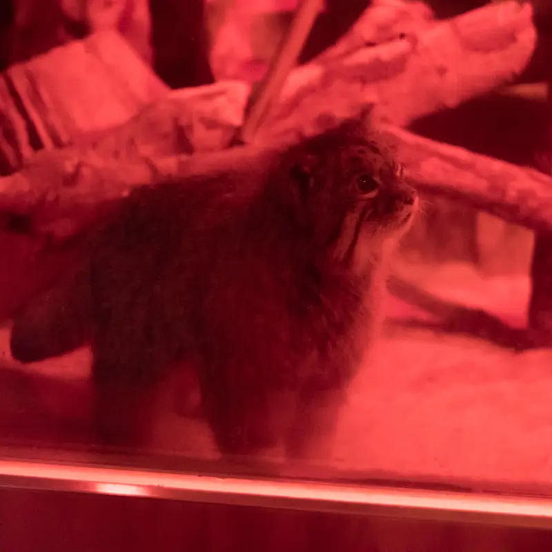 A photograph of Naim in Ueno Zoological Gardens