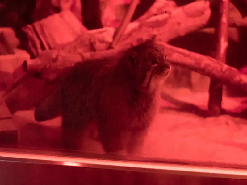 A photograph of Naim in Ueno Zoological Gardens
