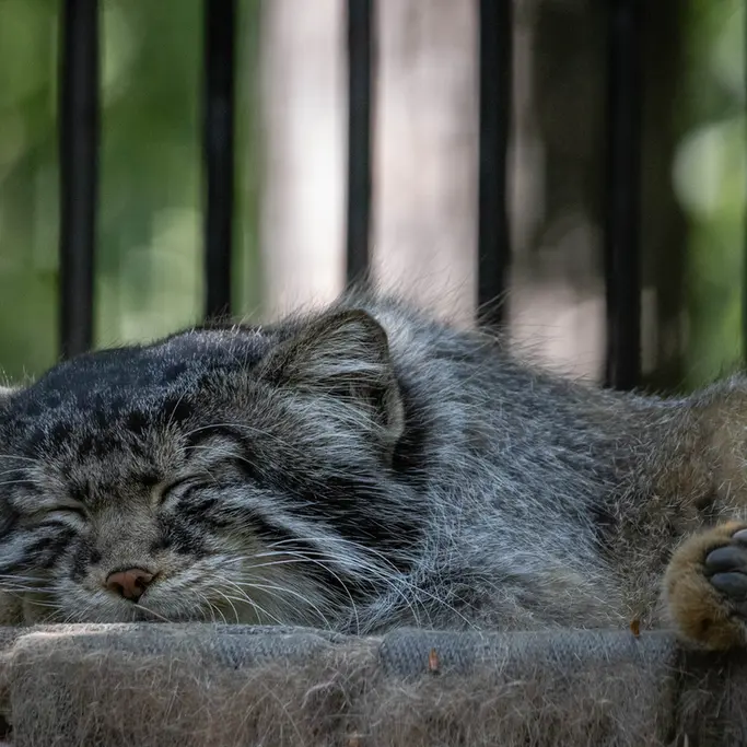 A photograph of Sylvester in Novosibirsk Zoo