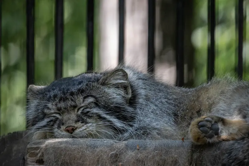 A photograph of Sylvester in Novosibirsk Zoo