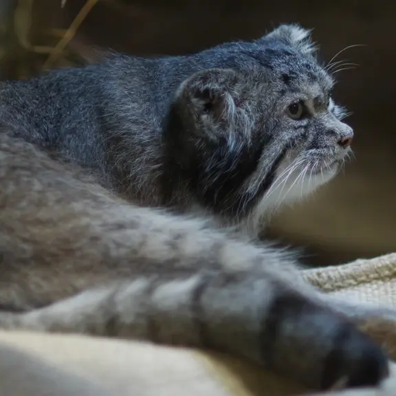 A photograph of a Pallas's cat in Ueno Zoological Gardens