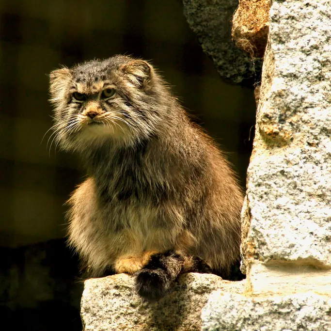 A photograph of Bob in Chemnitz Zoo