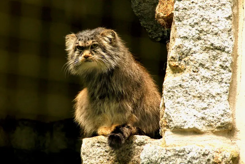 A photograph of Bob in Chemnitz Zoo