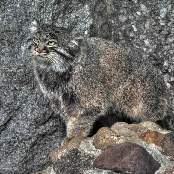 A photograph of Darlay in Moscow zoo