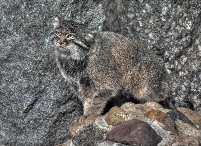 A photograph of Darlay in Moscow zoo