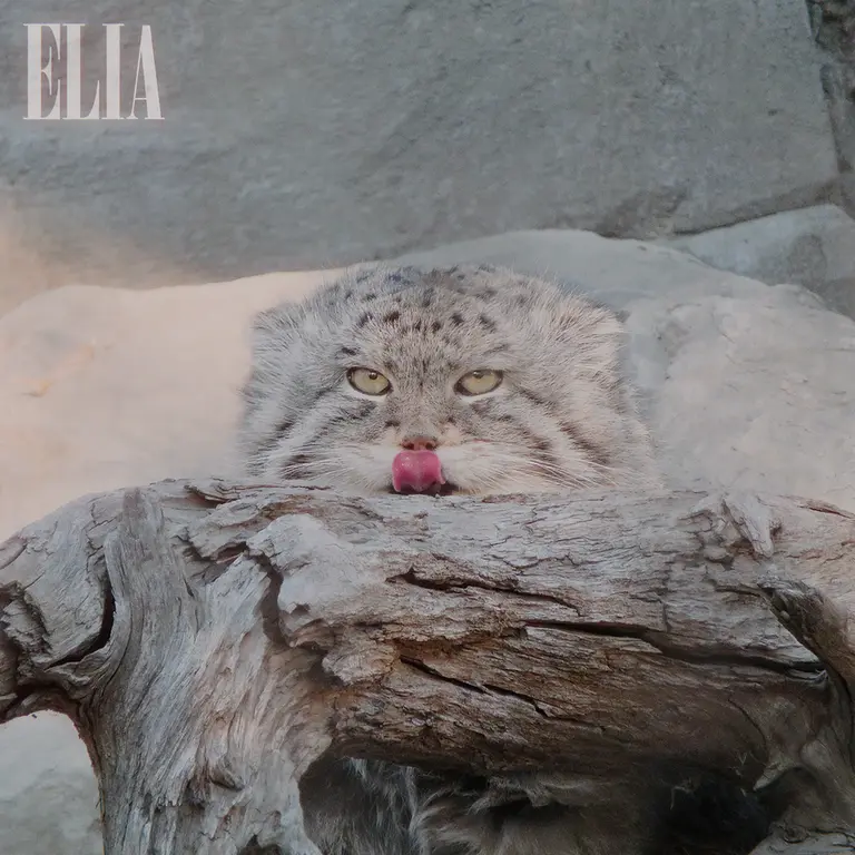 A photograph of Olaf in Calgary Zoo / Wilder Institute