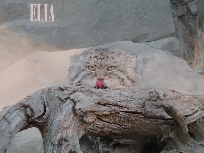 A photograph of Olaf in Calgary Zoo / Wilder Institute