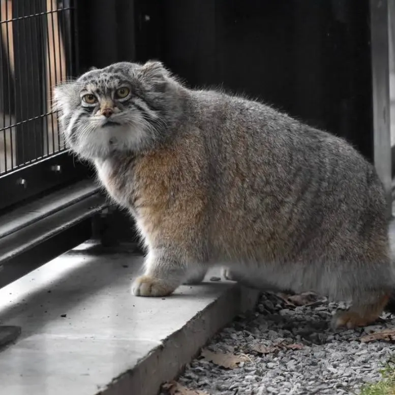 A photograph of Grusha in Asahiyama Zoo