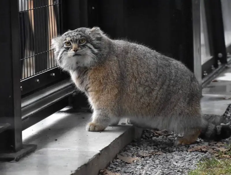 A photograph of Grusha in Asahiyama Zoo