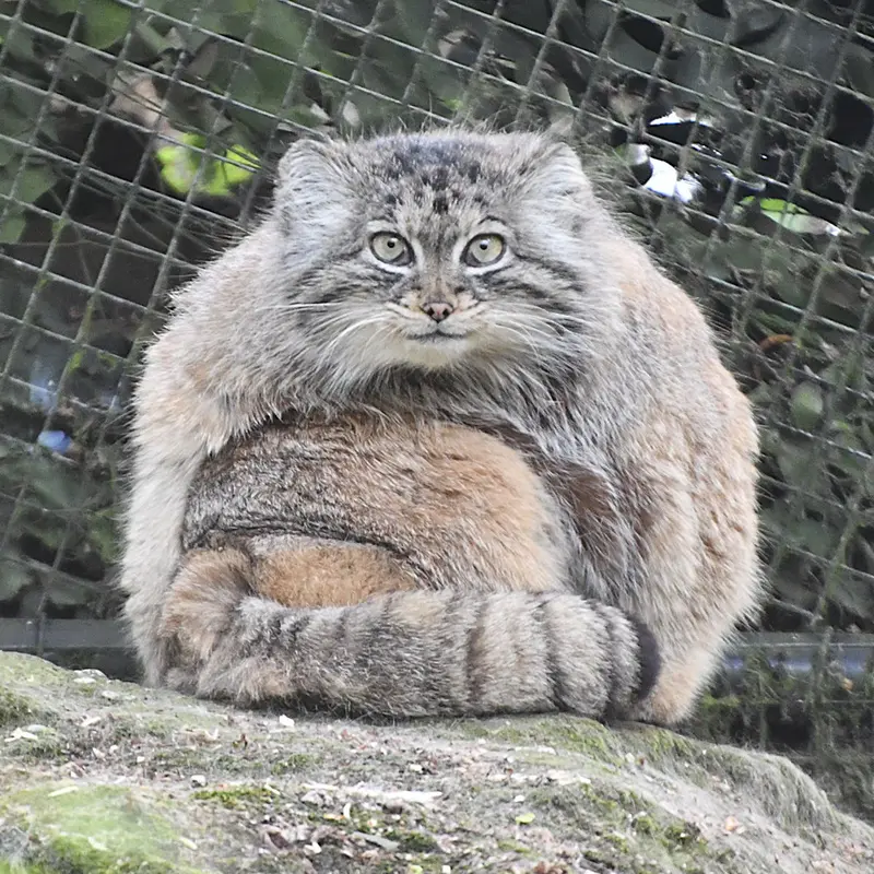 A photograph of Poes in Rotterdam Zoo