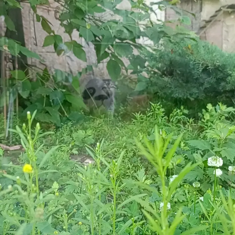 A photograph of a Pallas's cat in Moscow zoo