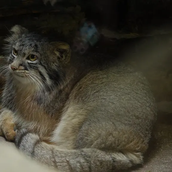 A photograph of a Pallas's cat in Ueno Zoological Gardens