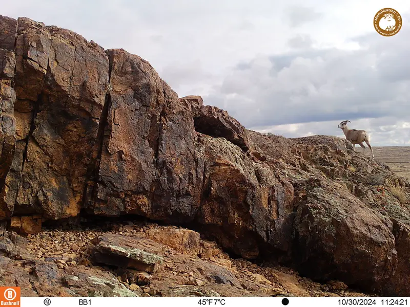 A photograph of Argali from Aktas-Kunkora camera trap
