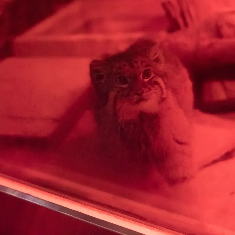 A photograph of Naim in Ueno Zoological Gardens