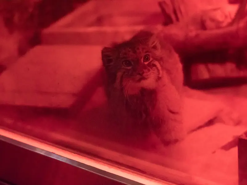 A photograph of Naim in Ueno Zoological Gardens