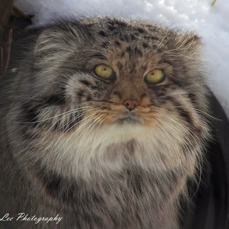 Fin the Pallas's cat from Dakota Zoo