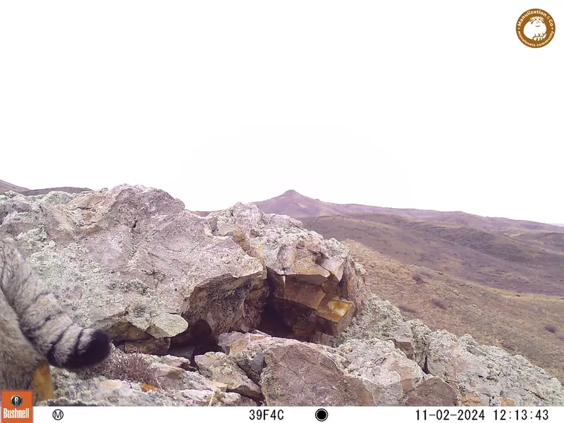 A photograph of Otocolobus manul manul from Besshoky 1 camera trap
