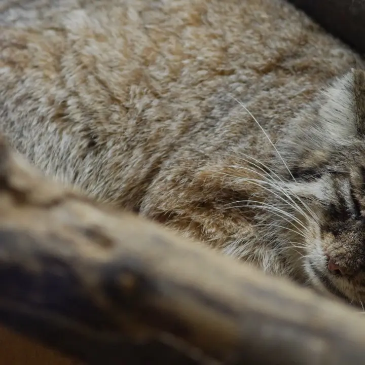 A photograph of a Pallas's cat in Ueno Zoological Gardens